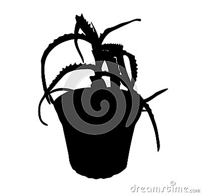 Isolated decorative aloe plant in a pot silhouette Vector Illustration